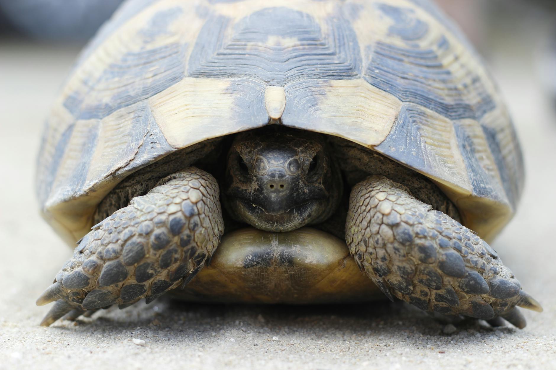 Zbliżenie na skorupę żółwia na piaszczystym podłożu