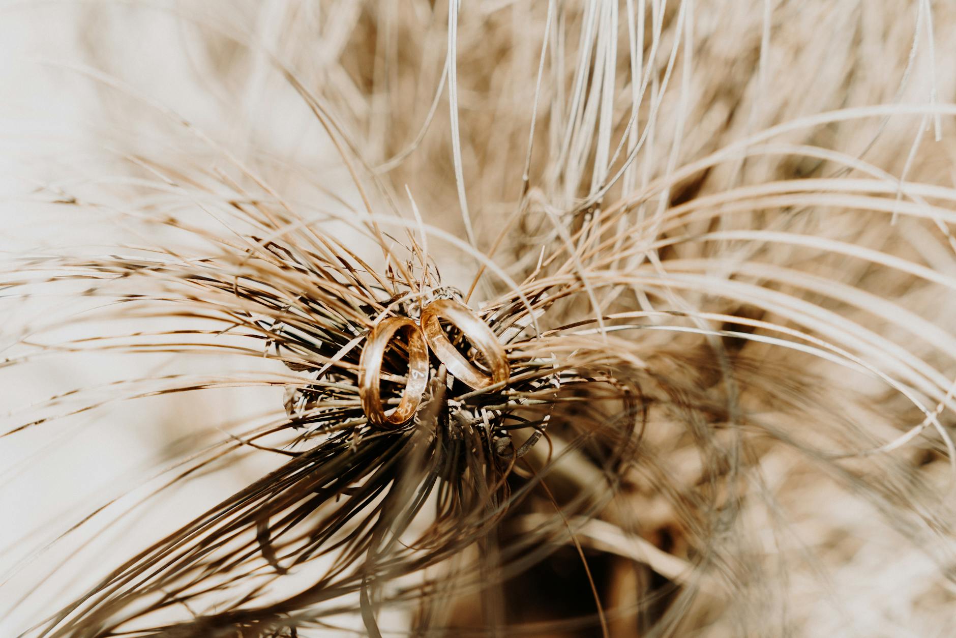 Zbliżenie na obrączki ślubne leżące na wysuszonym sianie